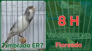 Floreado 🌸 - Canary Training Song - 8 h  - Timbrado Español clásico 21-116 _ White Gray Canary