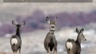 MIGRATION CHAMPION! WHAT THIS DEER DOES IS AMAZING