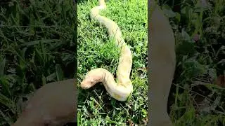 Mastering Burmese Python Handling: Pro Tips for Safe Interaction! #snake #pythons #wildlife