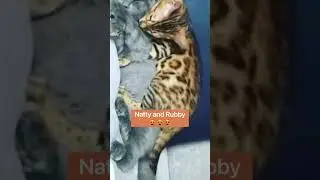Baby Bengal Cat vs NOW 😻 sharing love #shorts #bengal #catvlog #catlover