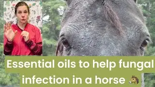 How to use essential oils to heal a horse's fungal infection. #herbs #horse #holisticvet #fungal