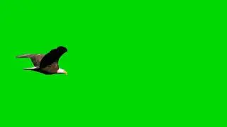 Eagle Green Screen video