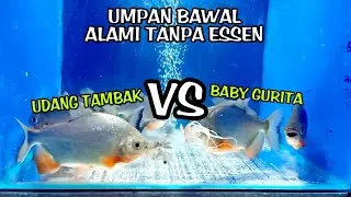 Tes umpan bawal tanpa essen, dengan media gurita vs udang tambak