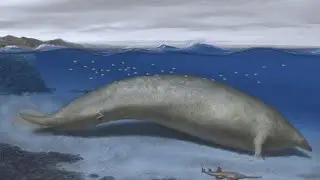 Heaviest animal ever may be ancient whale found in Peruvian desert