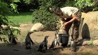 Nachwuchs im Tierpark Th&uuml;le
