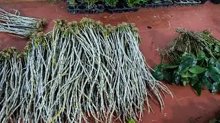 Lan rừng tối 02/1_kèn chi chít nụ,đen rô xuân thơm,hồ điệp,vũ nữ siêu ngồng,trúc phật bà_0392598516