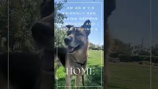 Al Green (A1007026) @ContraCostaAnimalServices #germanshepherd #dogshorts #algreen #adoptme #dog