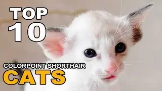 TOP 10 COLORPOINT SHORTHAIR CATS BREEDS