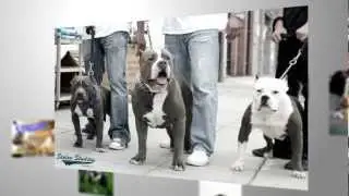 BullyWebTV - Promo