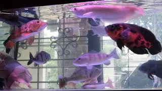 Oscar Pbass Arwana Datz Predator Feeding