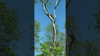 #planning #cuts inside the #tree #climber #arborist #tall #sycamore #rigging #roping #logs #arbor