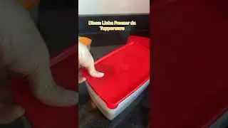 Freezer Tupperware ! #tupperware #cozinha #tupperwareoficial #receitas #tupperwarebrasil #dicas