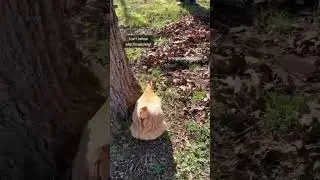 Chicken VS Snake - I CAN&rsquo;T believe what I&rsquo;m SEEING! 😱 my little chicken #shorts #chickens #viral