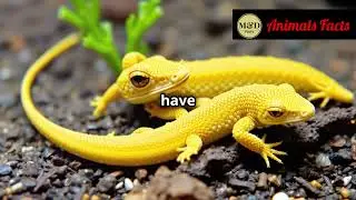 10 Fun Facts About Ackie Monitors You Didn't Know