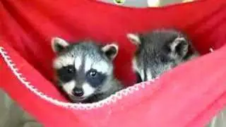 Baby Raccoons in Red Hammock