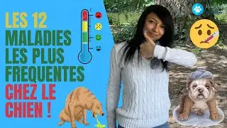 LES 12 MALADIES LES PLUS FREQUENTES CHEZ LE CHIEN 🐾🐩 ! Restez bien jusqu'au bout de la vid&eacute;o 😉!