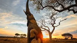 The King of Trees