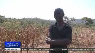 Zambia&rsquo;s maize production bounces back after a devastating 2024 drought