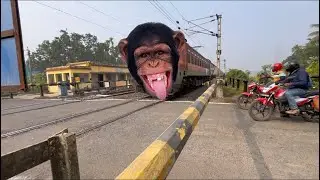 Amazing Indian Chimpanzee Train Junglee Pur Mainu passenger express At rail gate scene #trainvideos 