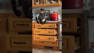 Morning chaos 