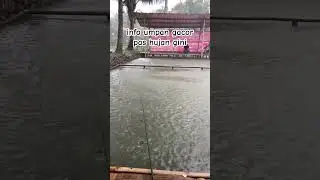 Info umpan gacor ikan mas pas hujan #mancing #mancingmania