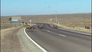 Emus Crossing Highway Near Woomera Close Call with Road Trains | Terrifying Emu Outback Australia