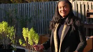 Best Housing Program or Service: Pathway Homes Urban Garden Program - Pathway Homes