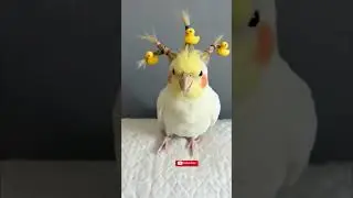 Parrot Ding Dong Funny Video 🦜 | Cute Talking Parrot Shorts | Viral Bird Video #shorts