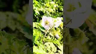 the flowers of Solanum💖 sisymbriifolium|| #solanum #solanumsisymbiriifolium #youtubeshorts #flowers