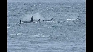 Southern Resident Orcas J Pod - Protect What You Love (SRKW) 8-29-19