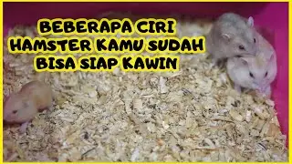 Ciri-ciri Hamster Yang Siap Kawin