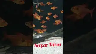 Serpae Tetras