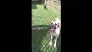 Cane Corso Puppy and English Mastiff Pup  Playing with Hose