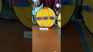 Mitosis working Model #2019 School Exhibition