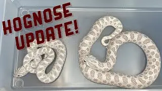 Western Hognose Collection Update
