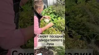 Прежде чем сажать лук афлатунский посмотрите этот ролик!