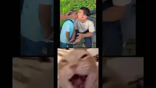 Cat react 6 #shortsclip#shortscraft#youtube#youtuber#subscribe#shortsfunny#shortsart#shortschallenge