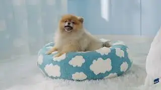 Round Dog Bed with Raised Edges Plush Round Donut Cat Nest with Anti-