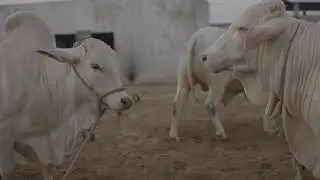BULLS FIGHTING at Bakra Eid 2022 | Animals Stock Videos | Beautiful Nukra Bulls Action Scene
