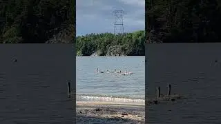 A swan family with 6 cygnets swimming at a beach in Sweden
