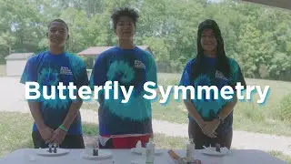 STEM Quick Win: Butterfly Symmetry