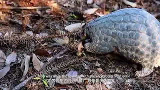 Jinhua: Hidden Home of the &lsquo;Forest Guardians&rsquo;