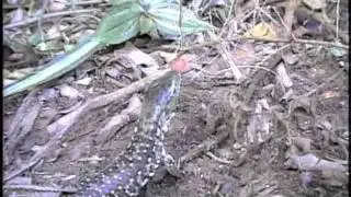 The rare Yellow Tegu, Tupinambis duseni