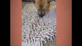 Olfactory Enrichment - Hide and Seek for Food Inside