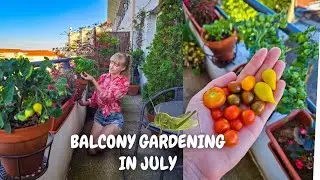 Extreme Heat, First Tomatoes & Pest Attack | Balcony Gardening in July
