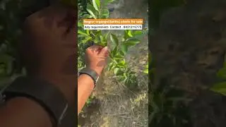 BEST Orange Plants for Sale! 🍊 Healthy & Grafted | All India Delivery #orangeplant # #GraftedOrange