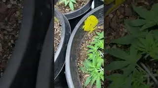 Auto flower tent update week 2