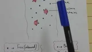 Plasma protein binding