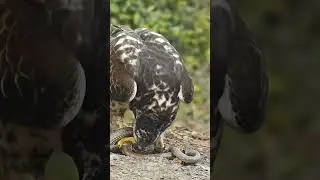 eagle attack on snake #birds #animals #wildlife #viralvideo #viral shorts #viral snake shorts