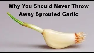 WARNING DON&rsquo;T EVER THROW OUT SPROUTED GARLIC (HERE&rsquo;S WHY..)